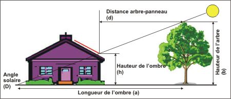 ombre d'un arbre